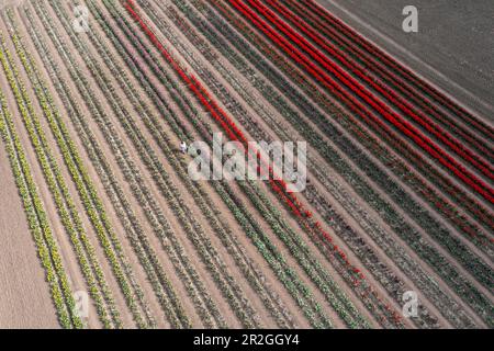 Campo di tulipani da una vista dall'alto, Schwaneberg, Sassonia-Anhalt, Germania Foto Stock