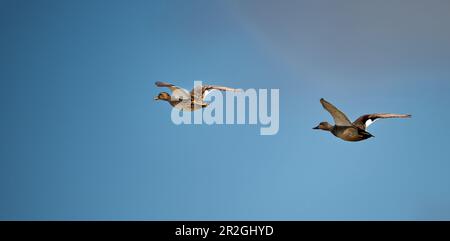 Due Mallards che volano sul canale Grauwall, Weddewarden, Bremerhaven, Germania Foto Stock