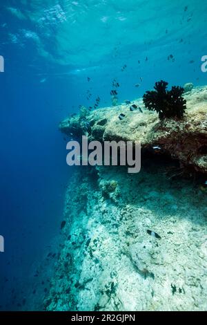 Sbianca corallo sulla cima della barriera corallina, Atollo di Male Nord, Oceano Indiano, Maldive Foto Stock