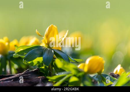 Winterlings alla luce del sole con bokeh, primi fiori, fiori, foresta, giardino Foto Stock