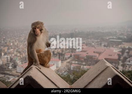 Scimmia seduto sulle pareti dello Stupa Swayambhu a Kathmandu, Nepal, Himalaya, Asia Foto Stock