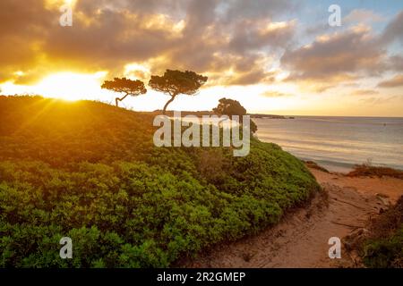 Alberi di ginepro nel umore di mattina sulla spiaggia di Son Xoriguer, Spagna, Minorca Foto Stock