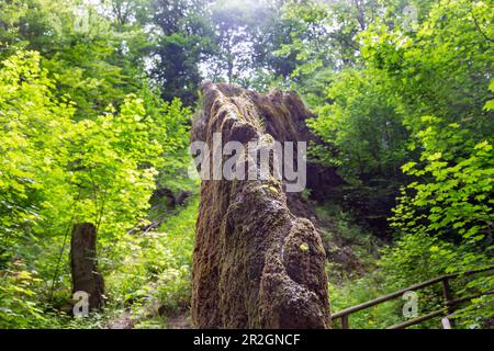 Roccia crescente di Usterling vicino Landau an der Isar in Niederbayern, Baviera, Germania Foto Stock