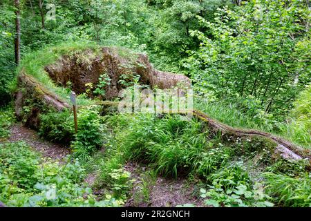 Roccia crescente di Usterling vicino Landau an der Isar in Niederbayern, Baviera, Germania Foto Stock