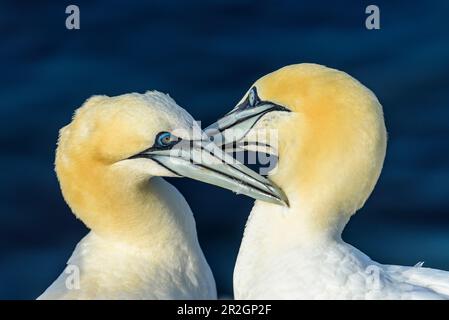 Gannets del Nord nell'Oberland, Helgoland, Mare del Nord, Costa del Mare del Nord, Germania, baia, Schleswig Holstein, Germania, Europa, Foto Stock