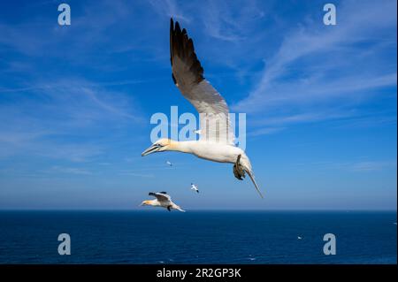 Gannets del Nord nell'Oberland, Helgoland, Mare del Nord, Costa del Mare del Nord, Germania, baia, Schleswig Holstein, Germania, Europa, Foto Stock