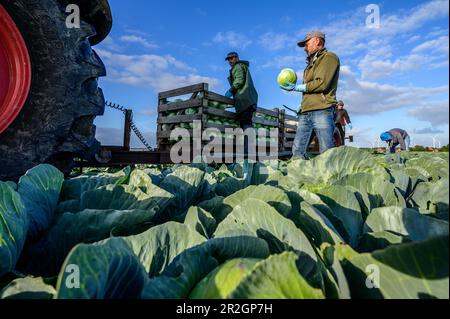 Coltivazione/raccolta di cavoli, Dithmarschen, North Sea Coast, Schleswig Holstein, Germania, Europa Foto Stock