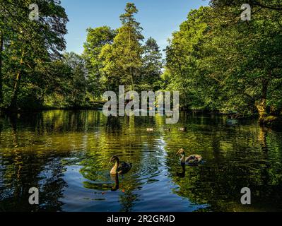 Il lago Swan si trova nei giardini termali di Bad Wildbad, Foresta Nera, Baden-Württemberg, Germania Foto Stock