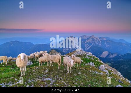 Pecora sul picco di Veliki vrh all'alba, Veliki vrh, Hochturm, Karawanken, Slovenia, Carinzia, Austria Foto Stock