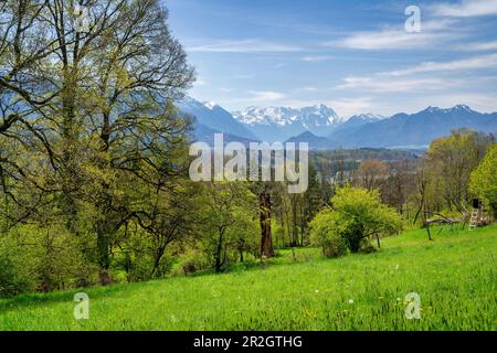 Magnifica vista non lontano dalla tenuta di Guglhör sul Murnauer Moos fino al Wettersteingebirge in primavera Murnau, Baviera, Germania Foto Stock