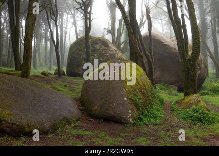 Rocce di granito mistico grande tra alberi nella nebbia, Serra de Sintra Parco Nazionale, Portogallo Foto Stock