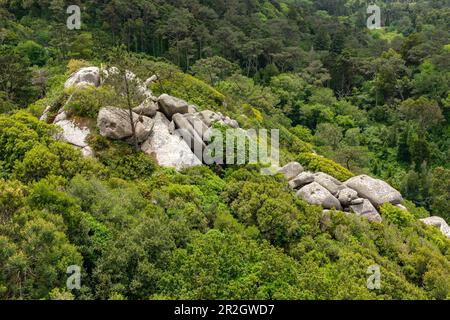 Rocce di granito nella foresta di Serra da Sintra nel patrimonio mondiale del paesaggio culturale di Sintra, Portogallo Foto Stock