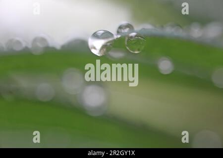 Gocce d'acqua su erba, Giardino Inglese, Monaco, Baviera, Germania Foto Stock