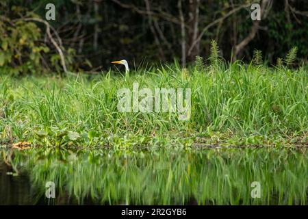 Una grande egretta (Ardea alba) caccia in erba alta, vicino Manaus, Amazzonia, Brasile, Sud America Foto Stock