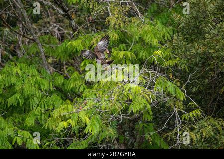 Un grande falco nero immaturo (Buteogallus urubitinga) vola da un ramo vicino a Manaus, Amazzonia, Brasile, Sud America Foto Stock