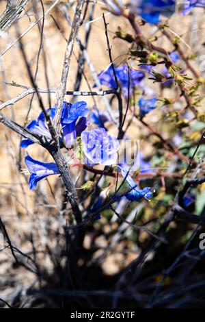 Deserto Canterbury Bells (Phacelia campanularia) fiori di primavera fioriscono nel deserto, Joshua Tree National Park, California, Stati Uniti d'America su una bella spring Foto Stock