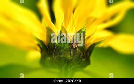 Un piccolo ragno sul fiore di un girasole, Baviera, Germania Foto Stock