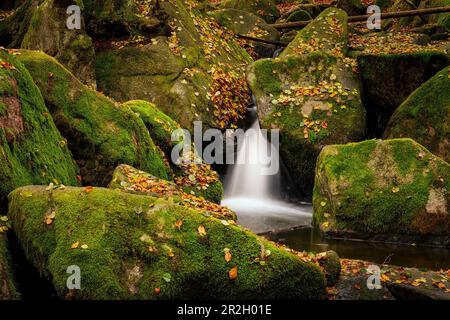 Autunno nel Höllbachtal, Rettenbach, Palatinato superiore, Foresta Bavarese, Baviera, Germania; Europa Foto Stock