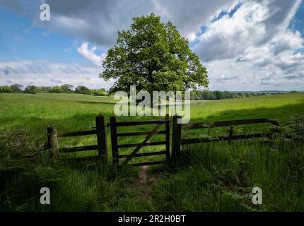 Un maestoso albero di quercia in piedi in un prato con un cancello su un giorno di primavera soleggiato inn Worcestershire, Inghilterra. Foto Stock