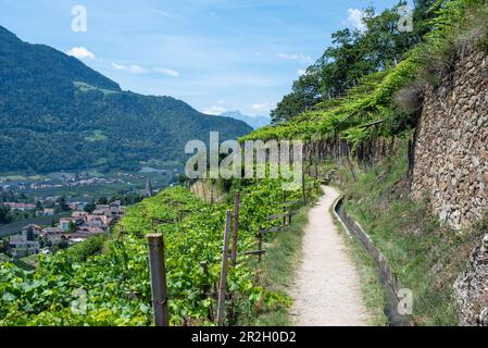 Weinhang, Waalweg, sentiero escursionistico, Lagundo, Alto Adige, Alto Adige, Italia Foto Stock