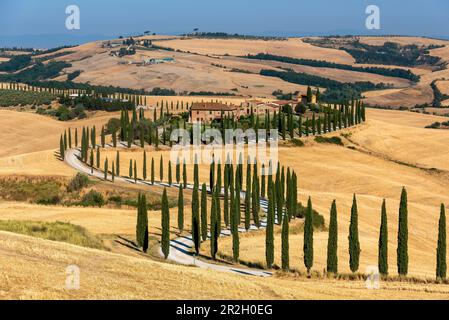 Viale Cipresso a Bacoleno, sulle colline delle Crete Senesi Asciano, Toscana, Italia Foto Stock