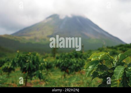 Volcan Arenal domina il paesaggio durante il tramonto, come visto dal Monteverde Foto Stock