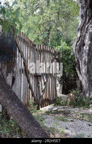 Porta di legno per oliveto vicino Soller, Mallorca, Spagna Foto Stock