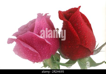 Foto di due roseboccioli, rosso e rosa, con gocce d'acqua su sfondo bianco Foto Stock