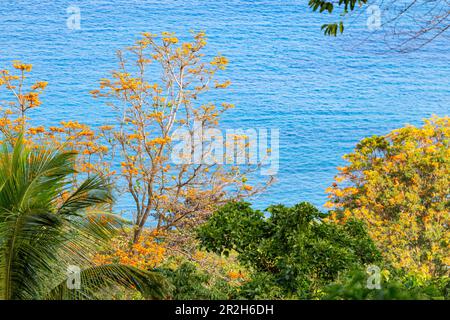 Flowering alberi di fiamma sull'isola di Príncipe in Africa occidentale Foto Stock