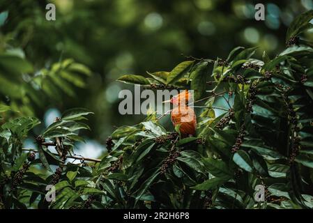 Picchio di colore castagno, Celeus castaneus, uccello brawn con faccia rossa del Costa Rica. Foto Stock