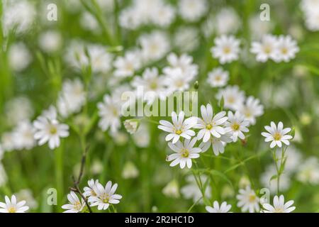 Fiori bianchi raggruppati di Greater Stitchwort / Stellaria ologstea che cresce nel Regno Unito paese hedgerow. Precedente pianta medicinale usata nei rimedi a base di erbe. Foto Stock