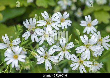 Fiori bianchi raggruppati di Greater Stitchwort / Stellaria ologstea che cresce nel Regno Unito paese hedgerow. Precedente pianta medicinale usata nei rimedi a base di erbe. Foto Stock