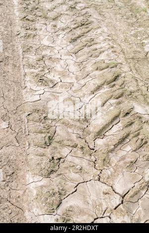 Cingoli per pneumatici di trattori per impieghi gravosi nel campo piantato di recente alla fine della primavera. Il suolo si è mescolato con acqua di run-off per produrre slurry sottile che ora ha asciugato. Foto Stock