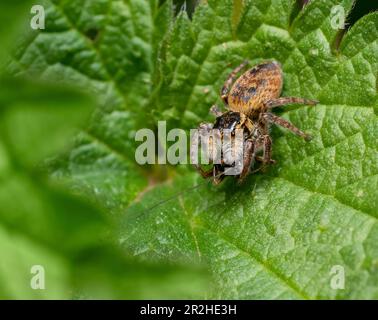 Carrhotus xanthogramma femmina che salta ragno con preda su una foglia di pianta di ortica Foto Stock