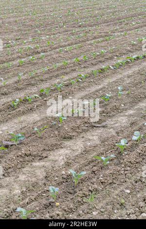 Crescita precoce di brassicas (attualmente non identificato) coltura che cresce in soleggiato archiviato in Cornovaglia. Per l'agricoltura e l'agricoltura del Regno Unito, colture vegetali commerciali Foto Stock