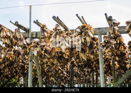 Norvegia, Lofoten, teste di pesce appese ad asciugare. Foto Stock