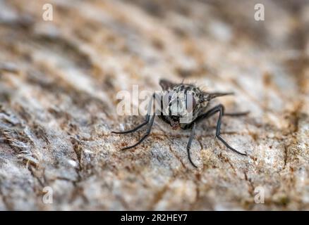 Ritratto frontale a basso angolo di una mosca stabile poggiata su terreno di legno Foto Stock