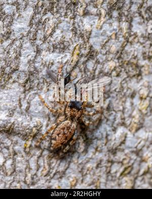 Carrhotus xanthogramma femmina che salta ragno con preda sulla corteccia dell'albero visto dall'alto Foto Stock