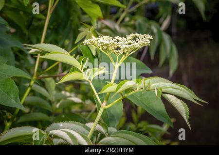 Le piccole fioriture bianche di American Black Elderberry. Raleigh, North Carolina. Foto Stock