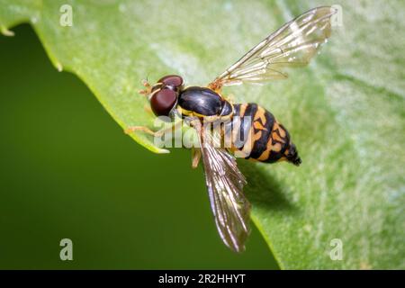 Una calligrafia orientale femminile (Toxomerus geminatus), o mosca floreale, poggia su una foglia. Raleigh, North Carolina. Foto Stock