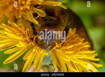 Primo piano ritratto di una terra slug mangiare un dente di leone fiore testa Foto Stock