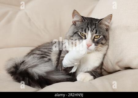 Carino gatto con zampa avvolto in bendaggio medico sul divano al coperto Foto Stock