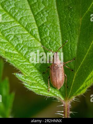 Foglia comune weevil su una foglia di ortica verde in ambiente naturale Foto Stock