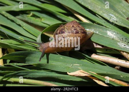 Lumaca da giardino o aspersum Cornu su alcune foglie d'erba in un giardino a Payson, Arizona. Foto Stock