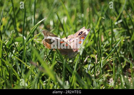 Common buckeye o Junonia coenia in piedi nel prato al Green Valley Park a Payson, Arizona. Foto Stock