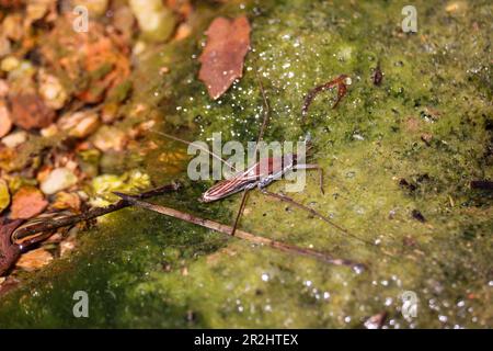 Il remigis dell'acquedotto o dell'acquarius comune in alcune alghe in un torrente al percorso dell'università di Payson in Arizona. Foto Stock