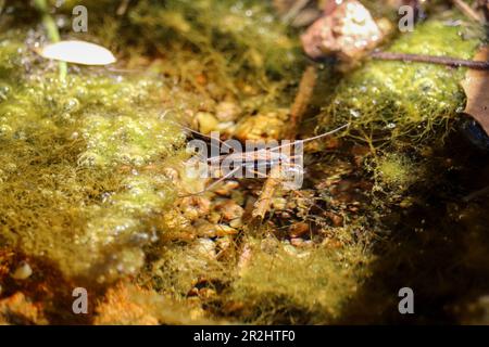 Caccia al remigis Aquarius o allo strider d'acqua comune in un torrente presso il percorso del Payson College in Arizona. Foto Stock