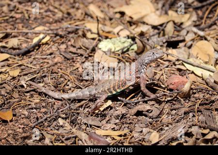 Lucertola maggiore senza orecchie maschile o texano Cophosaurus che riposa a terra presso il Rumsey Park a Payson, Arizona. Foto Stock