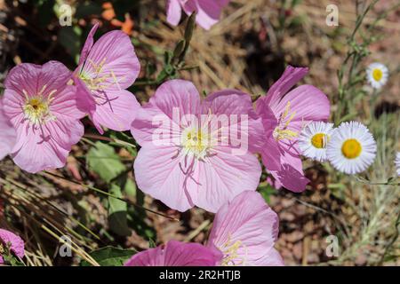 Rosa primrosa serale o Oenotera speciosa in fiore presso la segheria che attraversa Payson, Arizona. Foto Stock