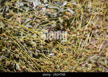Femmina di casa finch o Carpodacus mexicanus che si nutrono in una pianta a spazzola fragile al ranch d'acqua Riparian in Arizona. Foto Stock